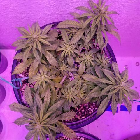 Auto Greengo bio haze Kera seeds growlog timeline photo