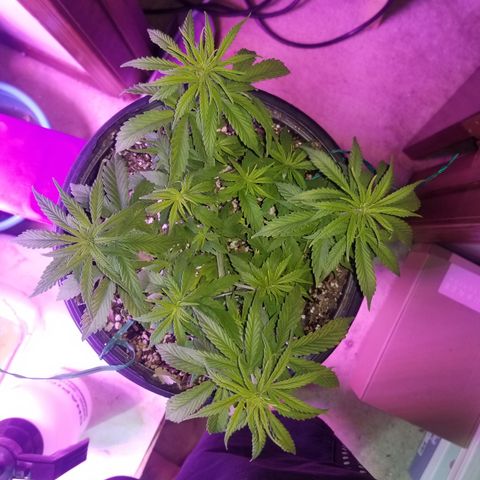 Auto Greengo bio haze Kera seeds growlog timeline photo