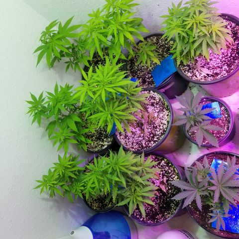 JINX G TEST GROW 2020  growlog timeline photo