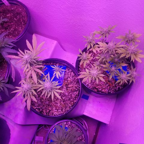 STRAWBERRY FIELDS   growlog timeline photo