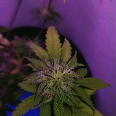 STRAWBERRY FIELDS   growlog timeline photo