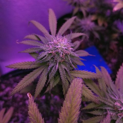 STRAWBERRY FIELDS   growlog timeline photo