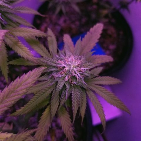 STRAWBERRY FIELDS   growlog timeline photo