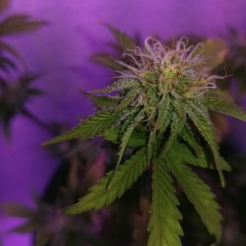 STRAWBERRY FIELDS   growlog timeline photo