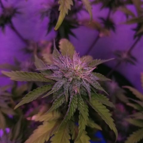 STRAWBERRY FIELDS   growlog timeline photo