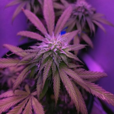 STRAWBERRY FIELDS   growlog timeline photo