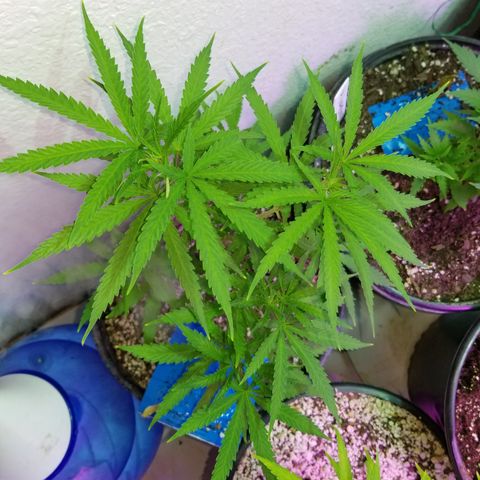 JINX G TEST GROW 2020  growlog timeline photo
