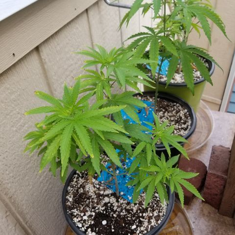 JINX G TEST GROW 2020  growlog timeline photo