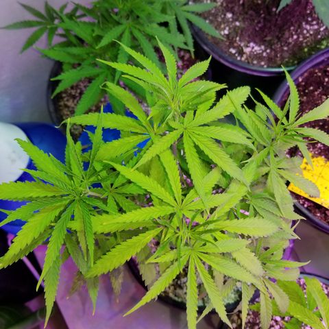 JINX G TEST GROW 2020  growlog timeline photo