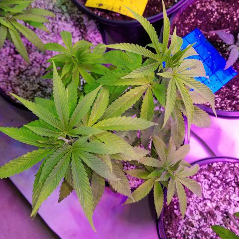 JINX G TEST GROW 2020  growlog timeline photo