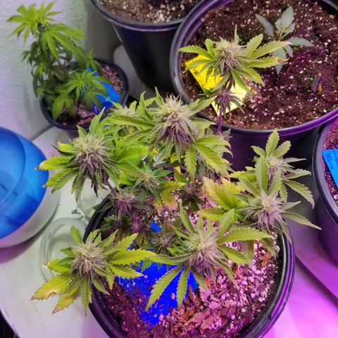 STRAWBERRY FIELDS   growlog timeline photo
