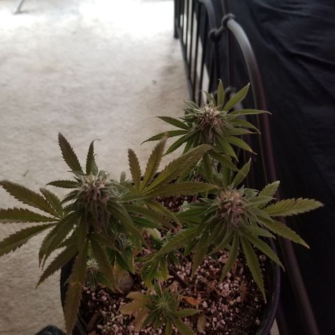 STRAWBERRY FIELDS   growlog timeline photo