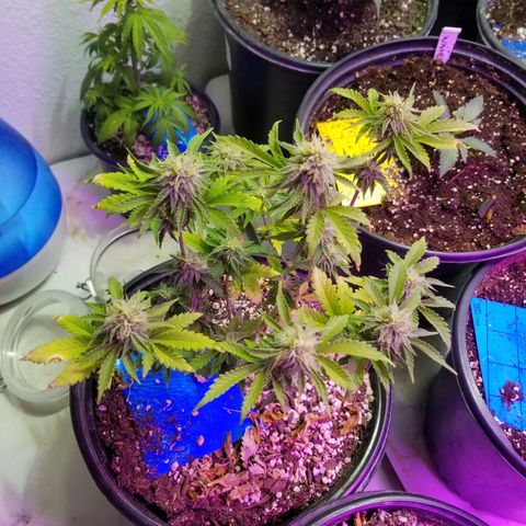STRAWBERRY FIELDS   growlog timeline photo