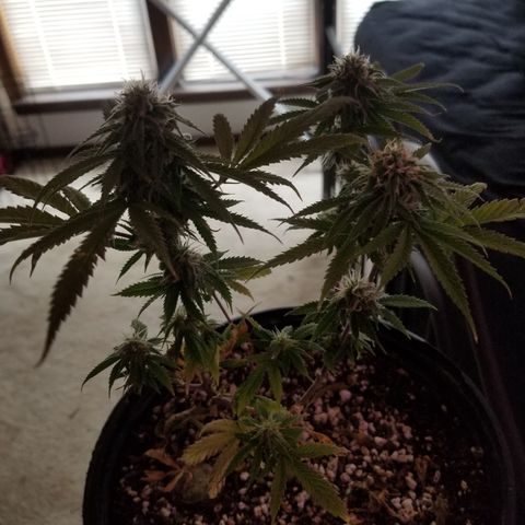 STRAWBERRY FIELDS   growlog timeline photo