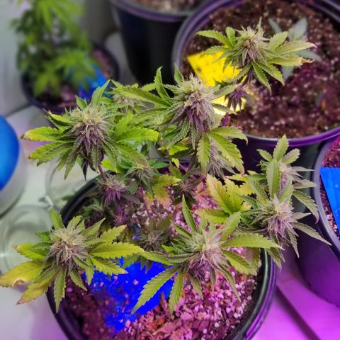 STRAWBERRY FIELDS   growlog timeline photo