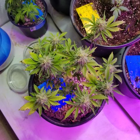 STRAWBERRY FIELDS   growlog timeline photo