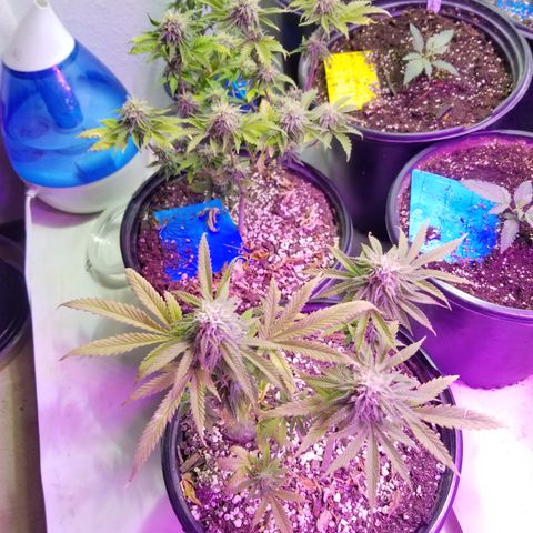STRAWBERRY FIELDS   growlog timeline photo