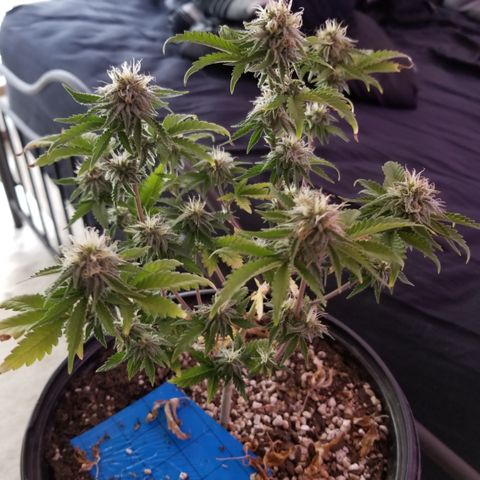STRAWBERRY FIELDS   growlog timeline photo