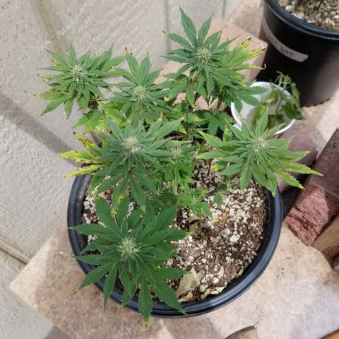 Strawberry fusion synergy automatics  growlog timeline photo