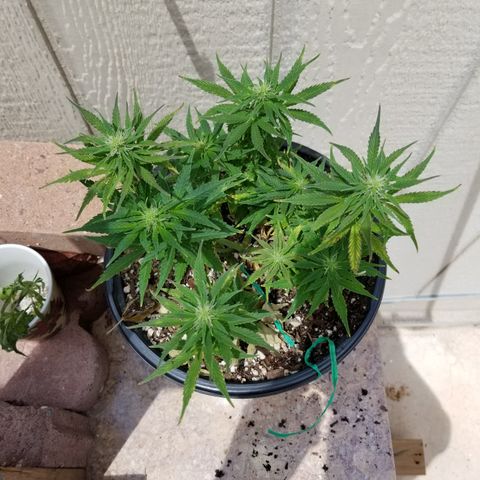Auto Greengo bio haze Kera seeds growlog timeline photo