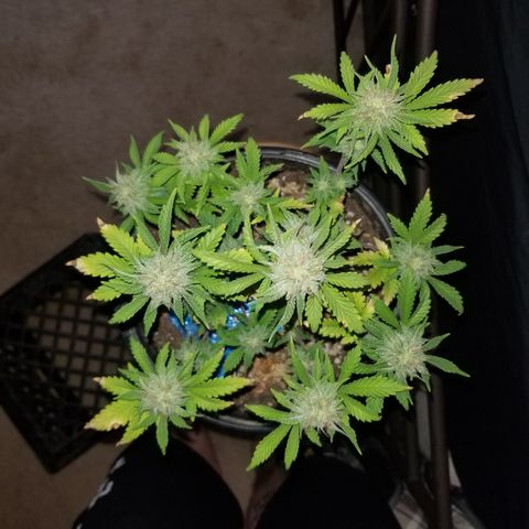 STRAWBERRY FIELDS   growlog timeline photo