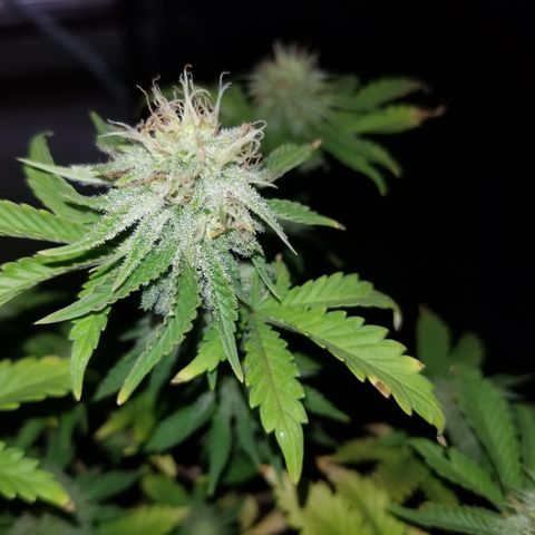 STRAWBERRY FIELDS   growlog timeline photo