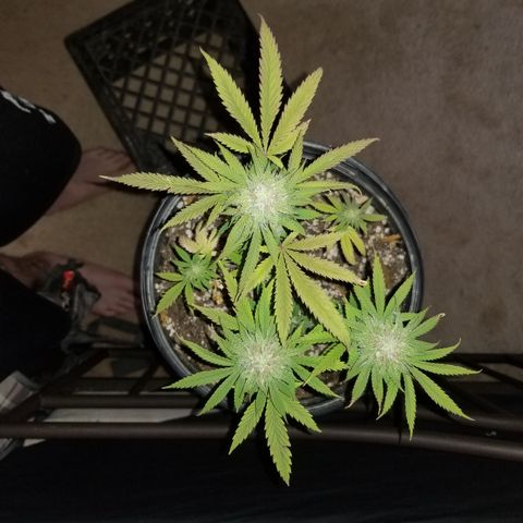STRAWBERRY FIELDS   growlog timeline photo