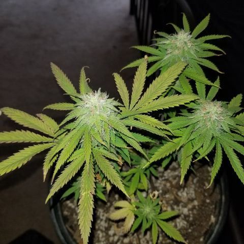 STRAWBERRY FIELDS   growlog timeline photo