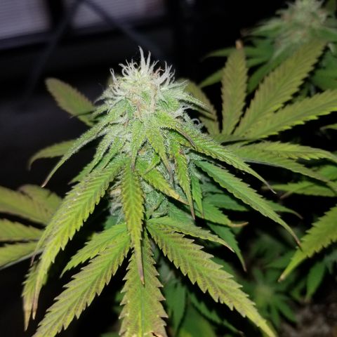 STRAWBERRY FIELDS   growlog timeline photo