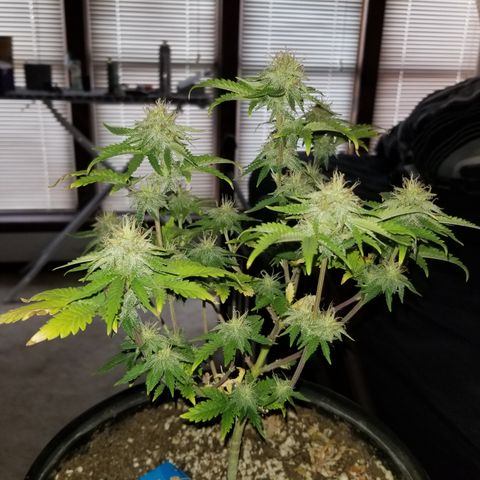 STRAWBERRY FIELDS   growlog timeline photo
