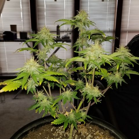 STRAWBERRY FIELDS   growlog timeline photo
