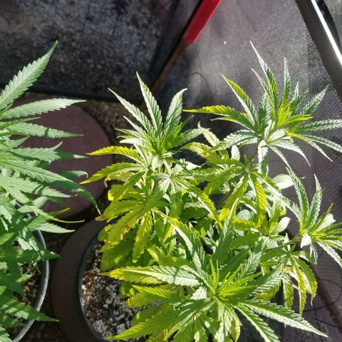 JINX G TEST GROW 2020  growlog timeline photo