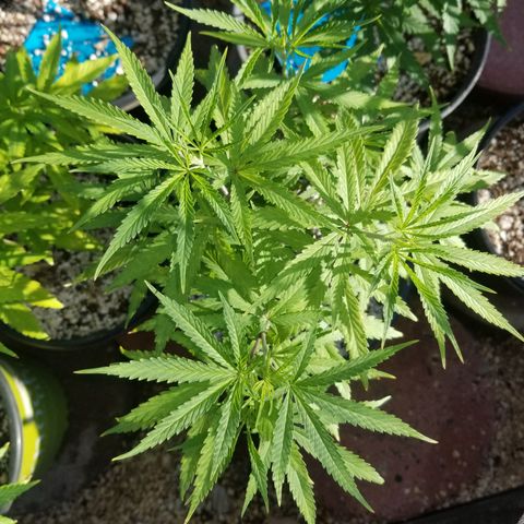 JINX G TEST GROW 2020  growlog timeline photo