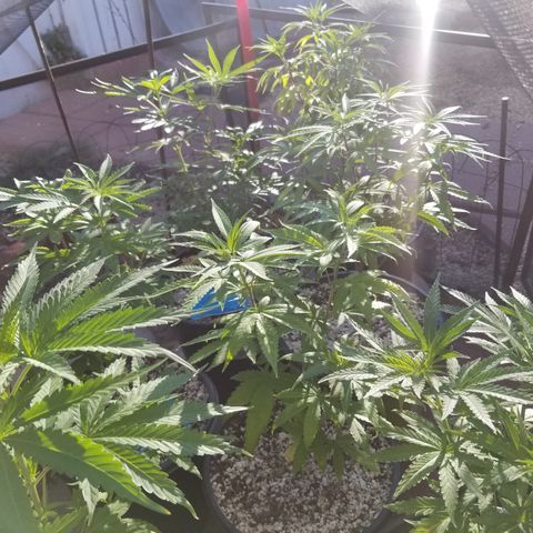 JINX G TEST GROW 2020  growlog timeline photo