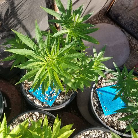 JINX G TEST GROW 2020  growlog timeline photo