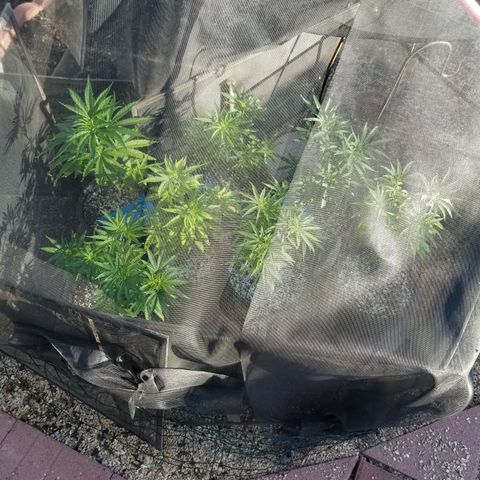 JINX G TEST GROW 2020  growlog timeline photo