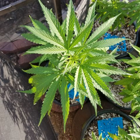 JINX G TEST GROW 2020  growlog timeline photo