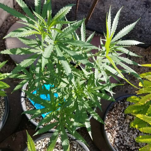 JINX G TEST GROW 2020  growlog timeline photo