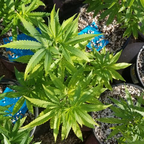 JINX G TEST GROW 2020  growlog timeline photo