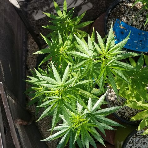 JINX G TEST GROW 2020  growlog timeline photo
