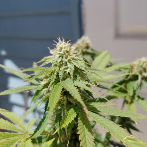 STRAWBERRY FIELDS   growlog timeline photo