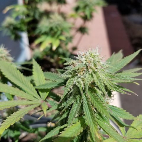 STRAWBERRY FIELDS   growlog timeline photo