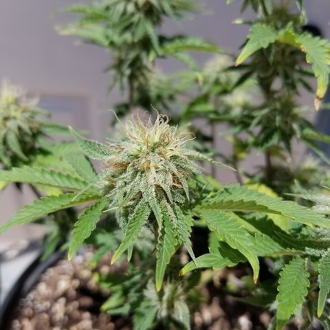 STRAWBERRY FIELDS   growlog timeline photo