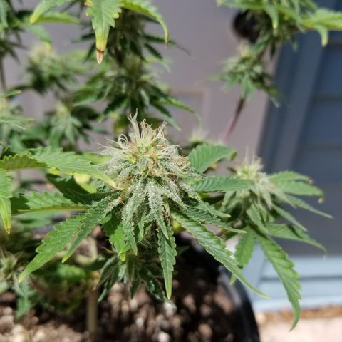 STRAWBERRY FIELDS   growlog timeline photo