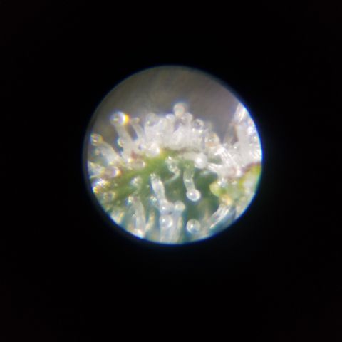 STRAWBERRY FIELDS   growlog timeline photo