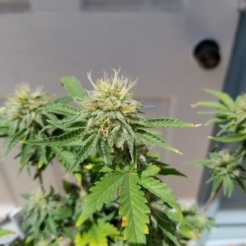 STRAWBERRY FIELDS   growlog timeline photo