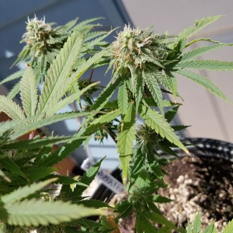 STRAWBERRY FIELDS   growlog timeline photo