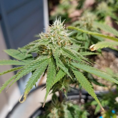 STRAWBERRY FIELDS   growlog timeline photo