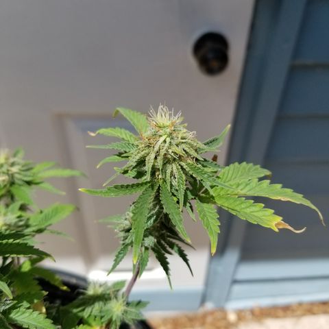 STRAWBERRY FIELDS   growlog timeline photo
