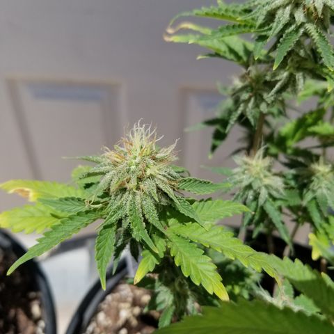 STRAWBERRY FIELDS   growlog timeline photo